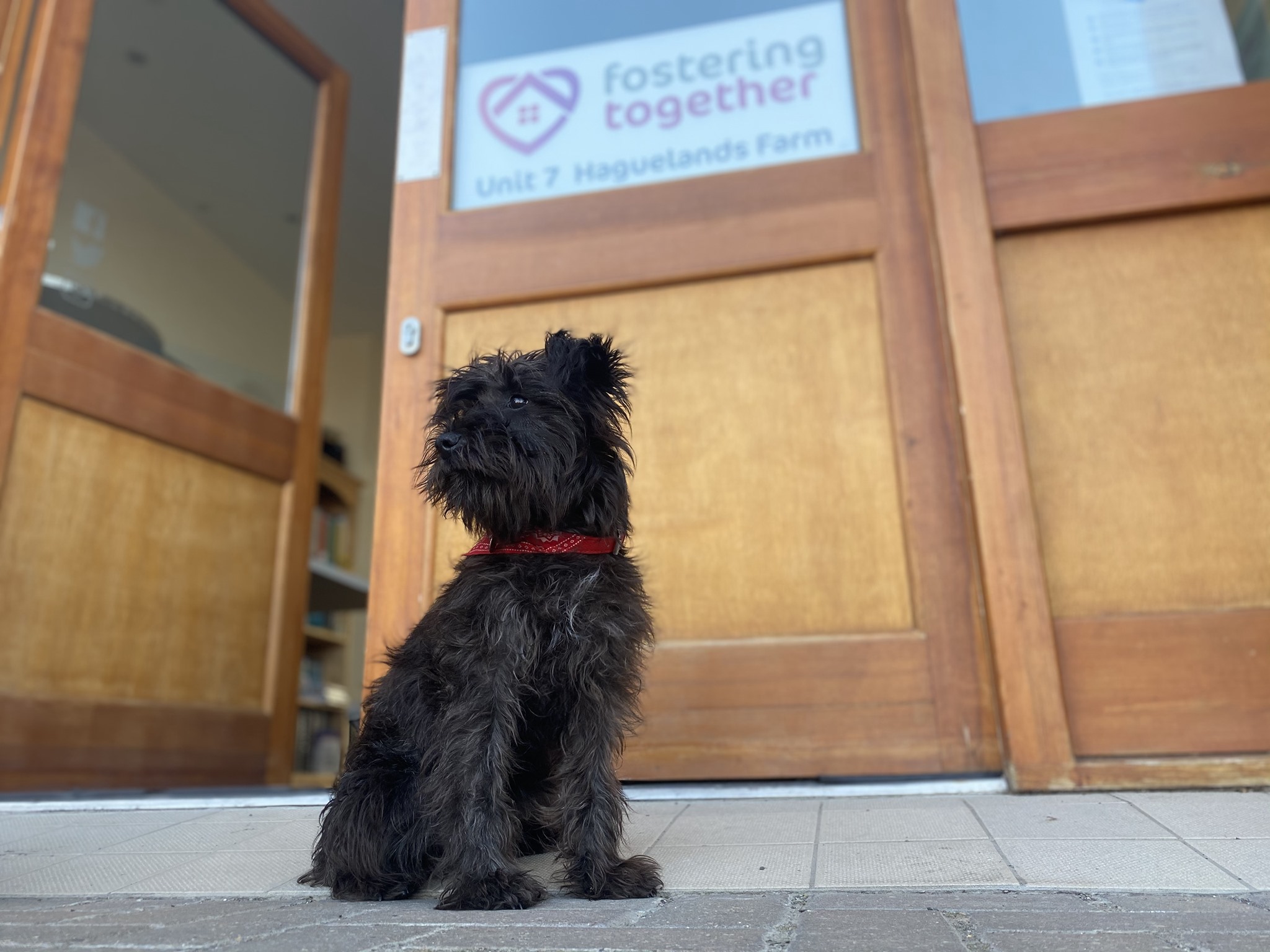 Nora the Miniature Schnauzer