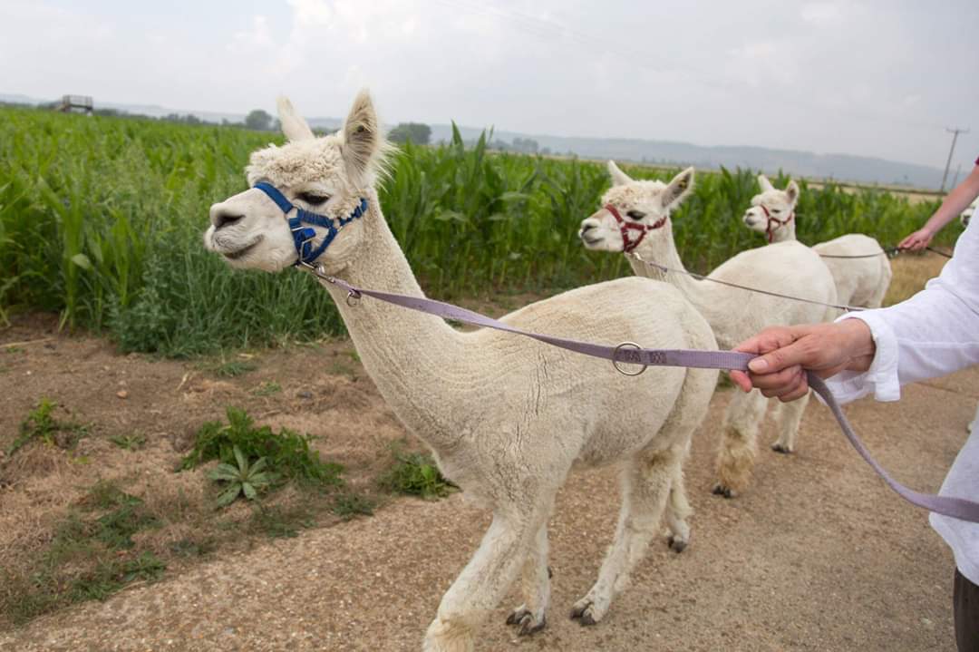 Guided Treks with our Alpaca Neighbours