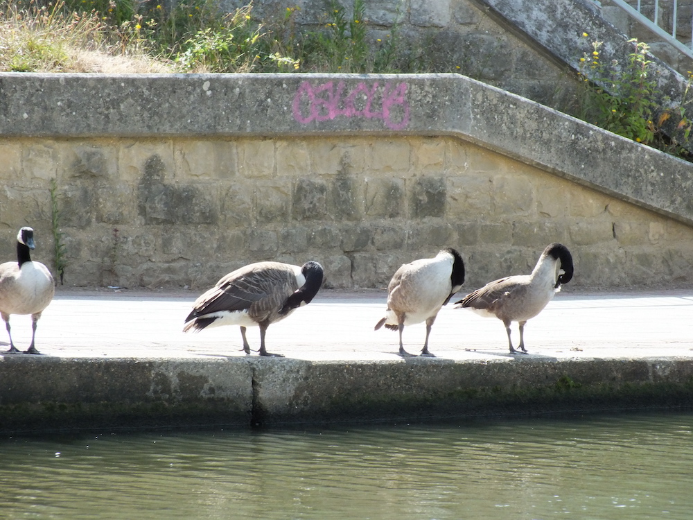 ...And spotted some geese!
